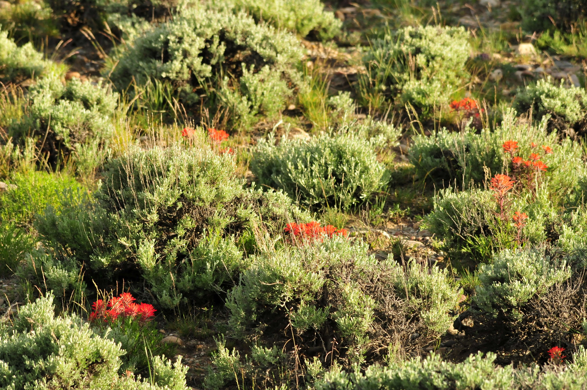 Wyoming Big Sagebrush and Indian Paintbrush on Seedskadee NWR 