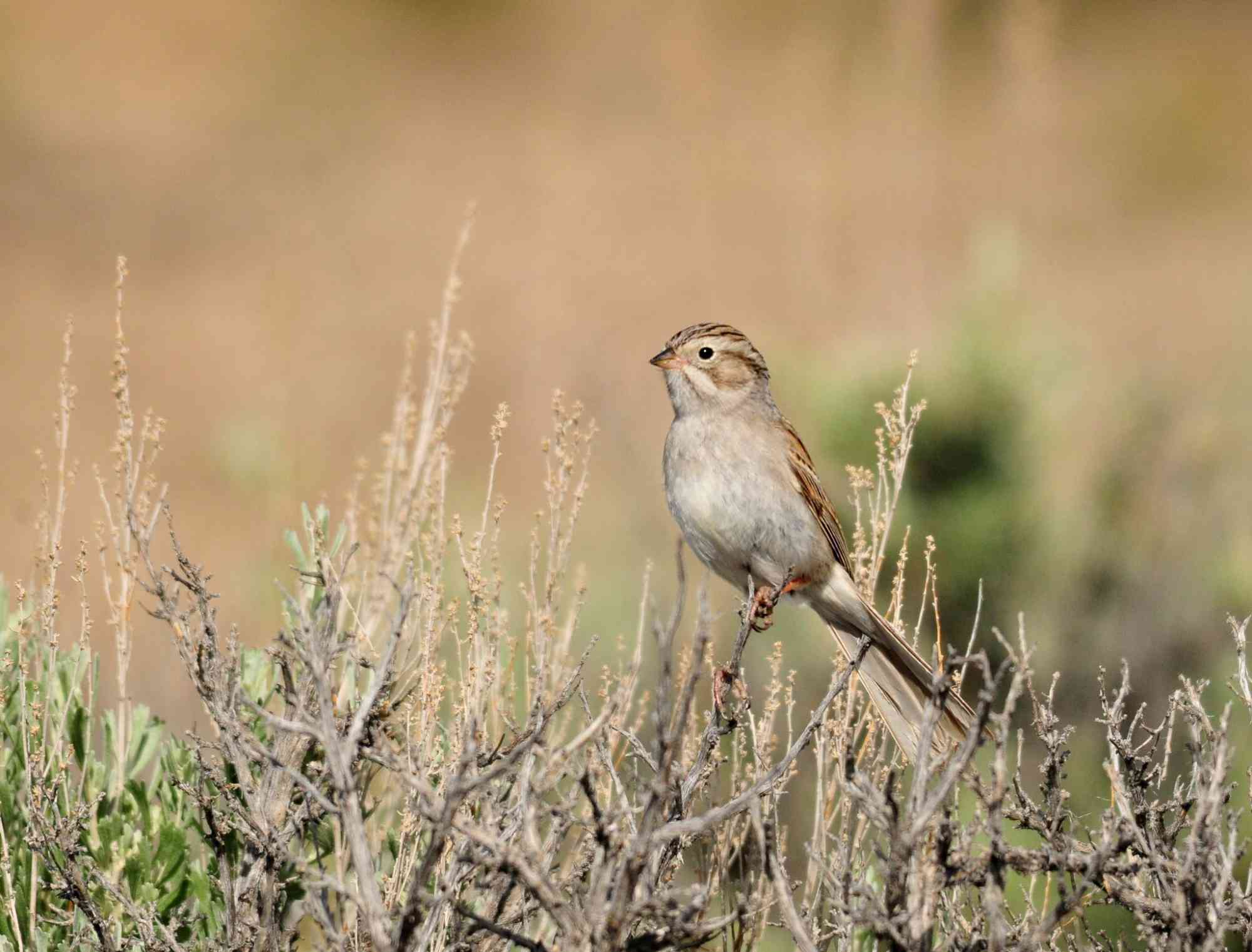 A Brewer's sparrow perched on a Wyoming big sagebrush at Seedskadee NWR. 