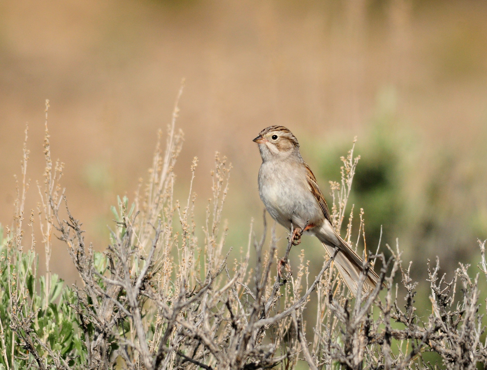 A Brewer's sparrow perched on a Wyoming big sagebrush at Seedskadee NWR.