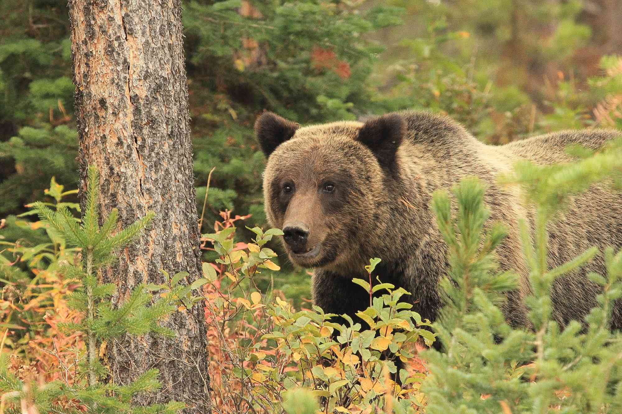 Grizzly Bear on the Bridger-Teton National Forest