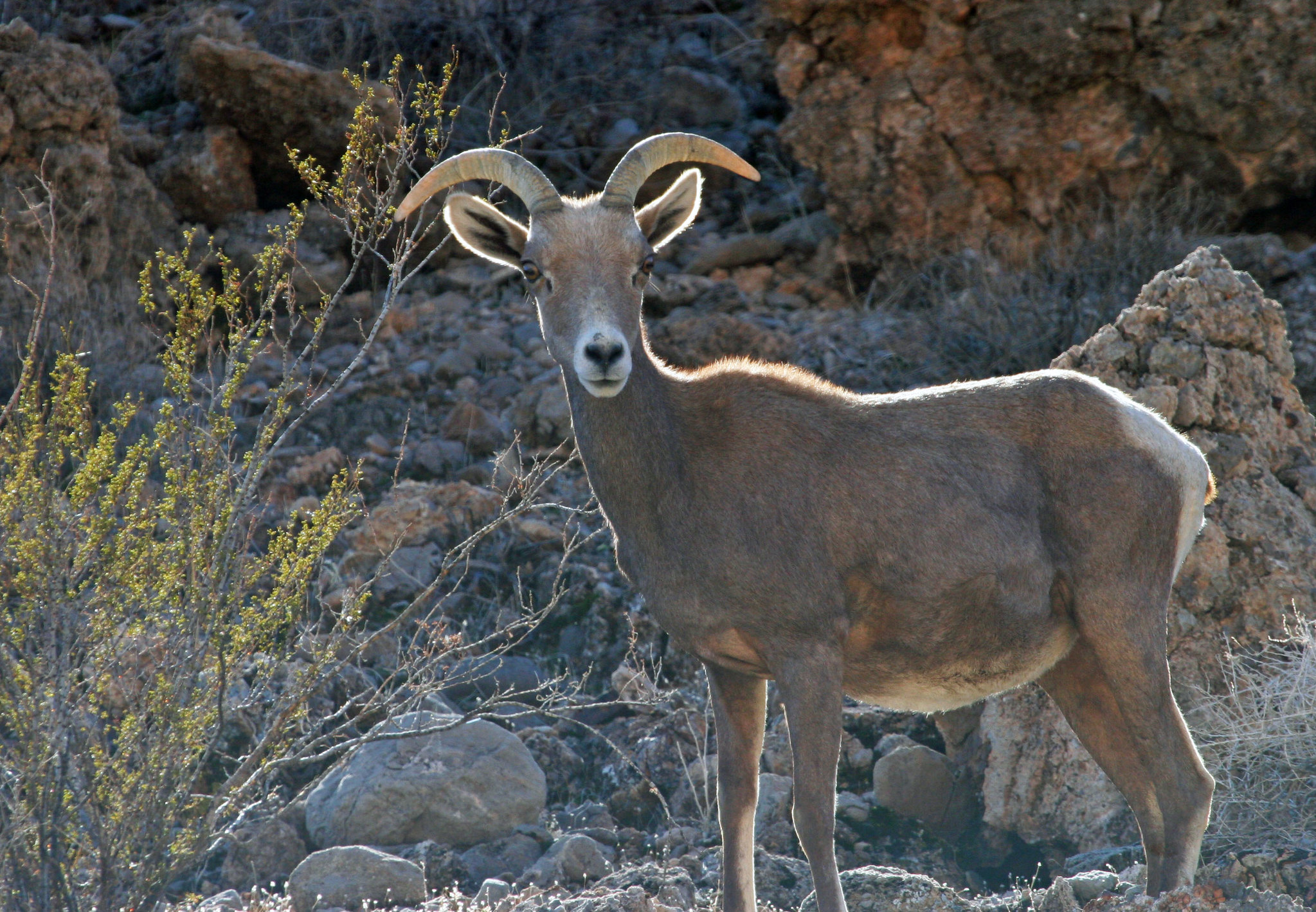 This desert bighorn sheep was found east of Las Vegas near Lake Mead in Nevada.