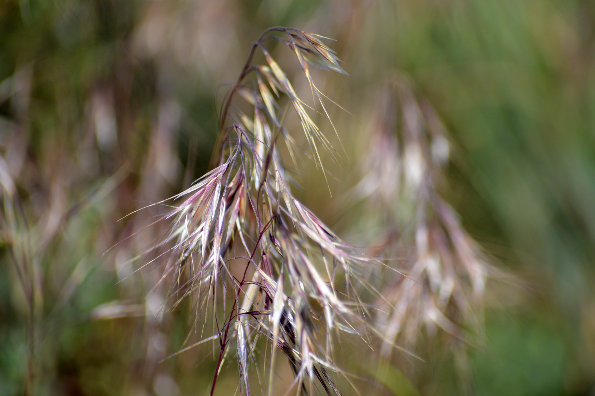 Close-up of cheatgrass, a non-native weed that fuels wildland fires in the west, with its characteristic purple hues.