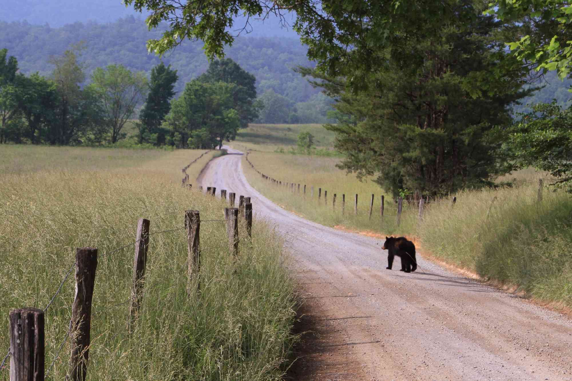 Black bear walking down Hyatt Lane Great Smoky Mountains National Park