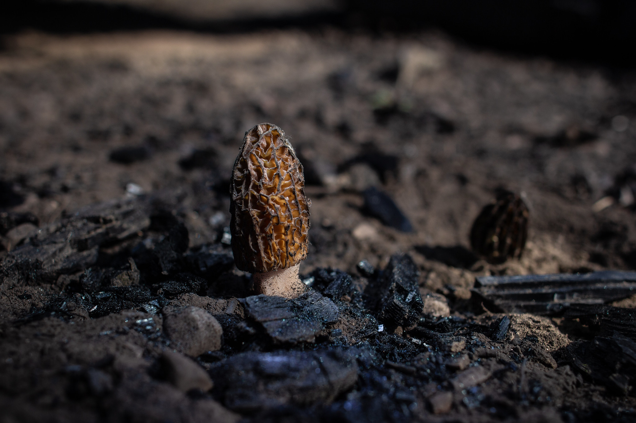 Morel mushroom