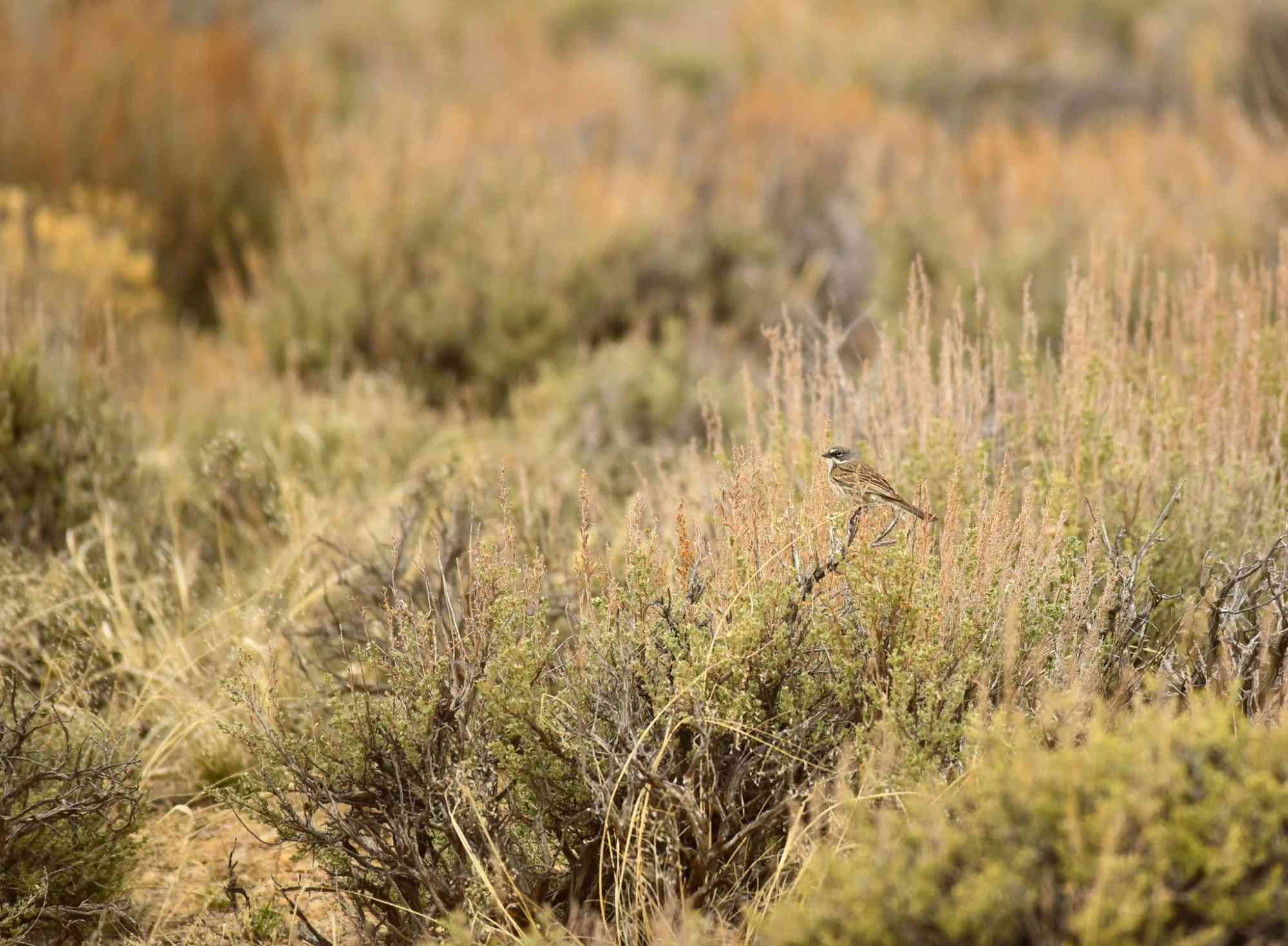 Sagebrush sparrow at Seedskadee National Wildlife Refuge