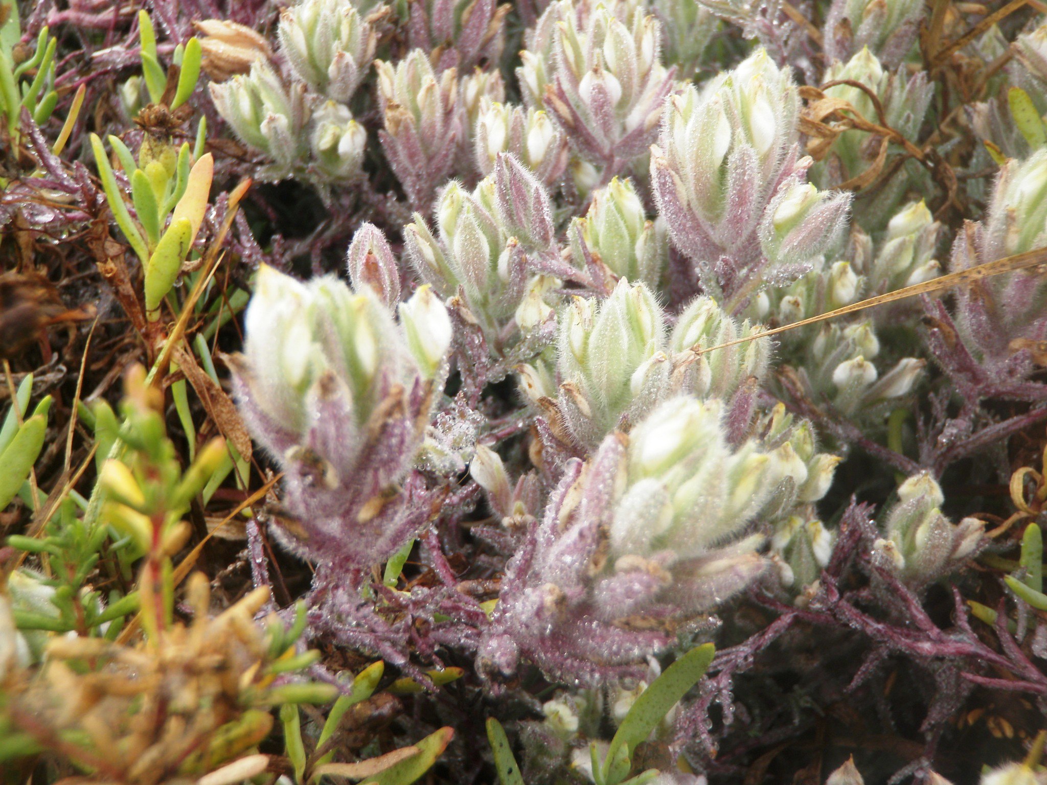 Federally endangered Salt Marsh bird's beak plant