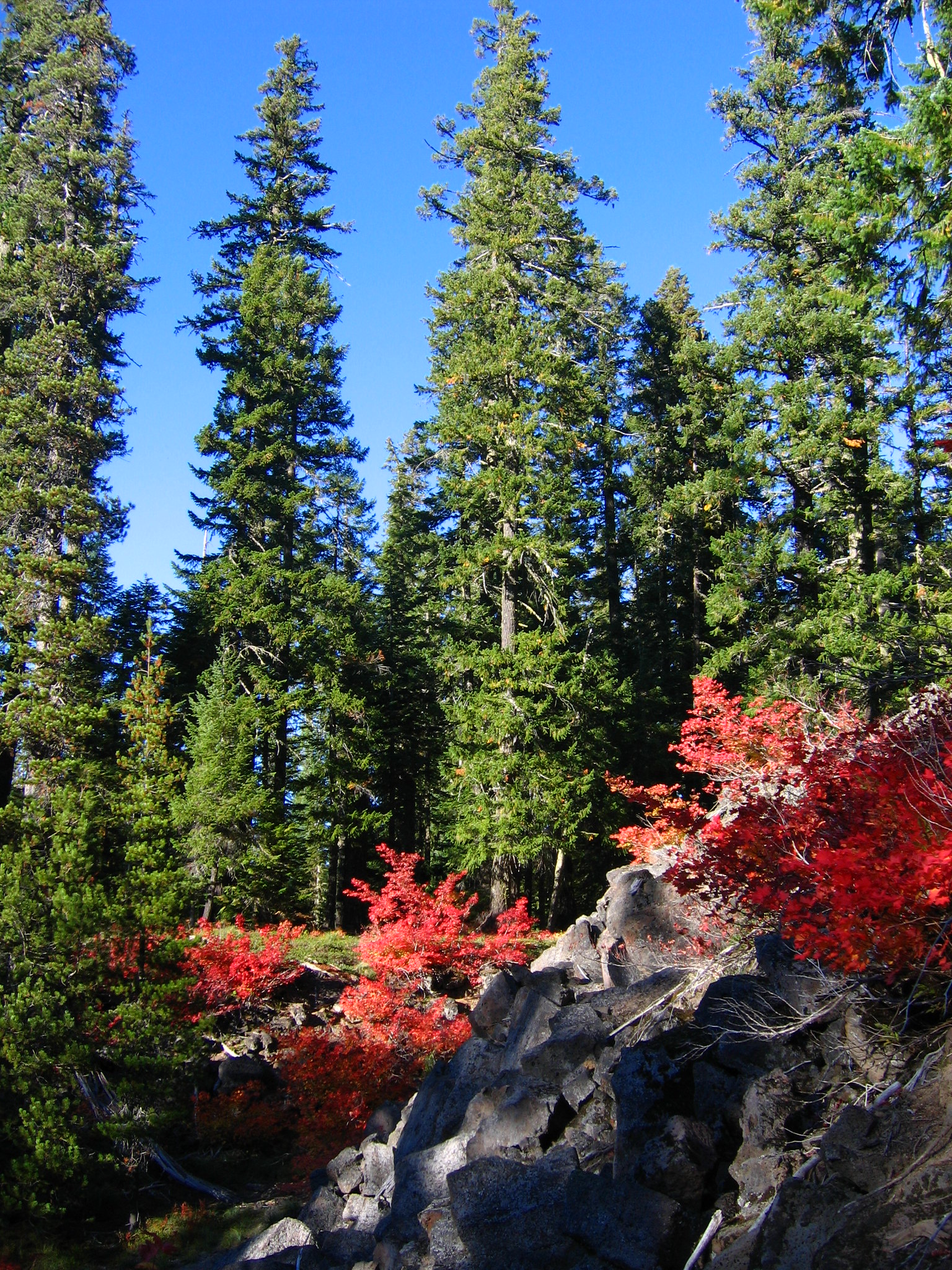 Vine maple in old growth forest Gifford Pinchot National Forest