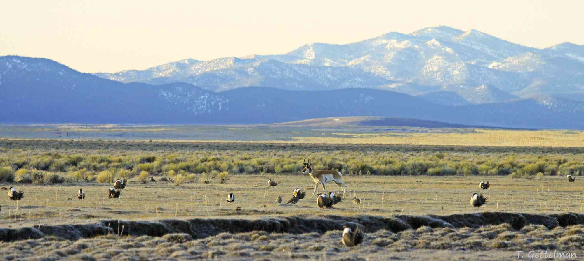 Leking Greater sage-grouse and pronghorn male, Northeastern Nevada