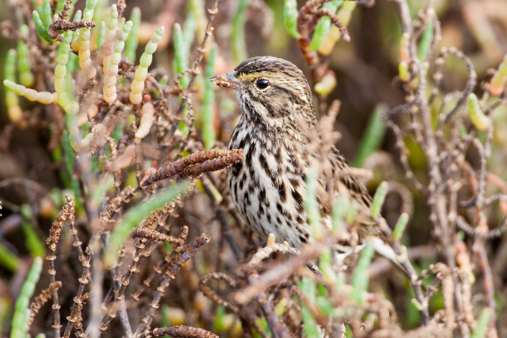 Belding's Savannah sparrow (adult)