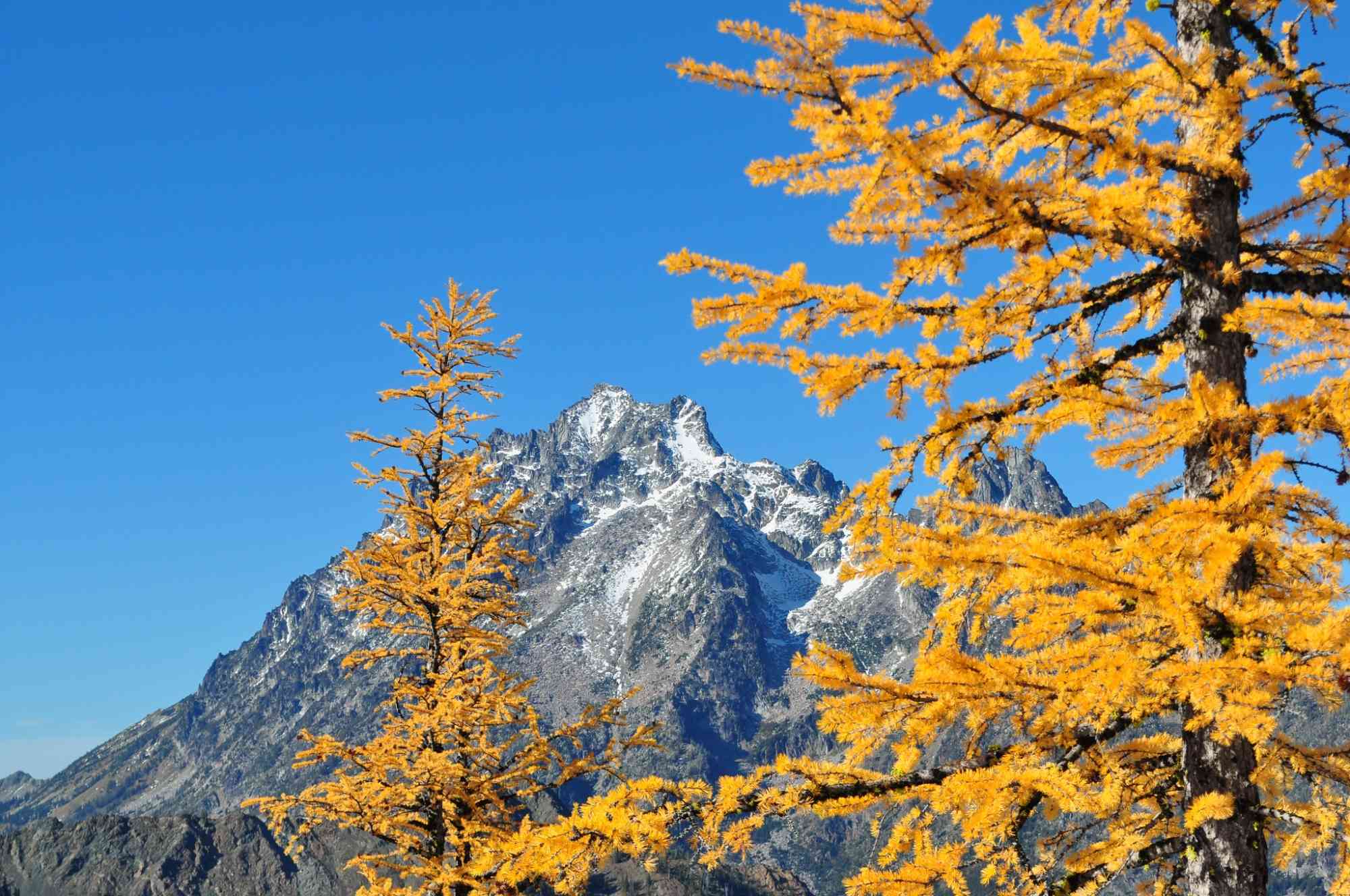 The fall color of a subalpine larch (Larix lyallii) set against Mt. Stewart on the Cle Elum Ranger District, Okanogan-Wenatchee National Forest.
