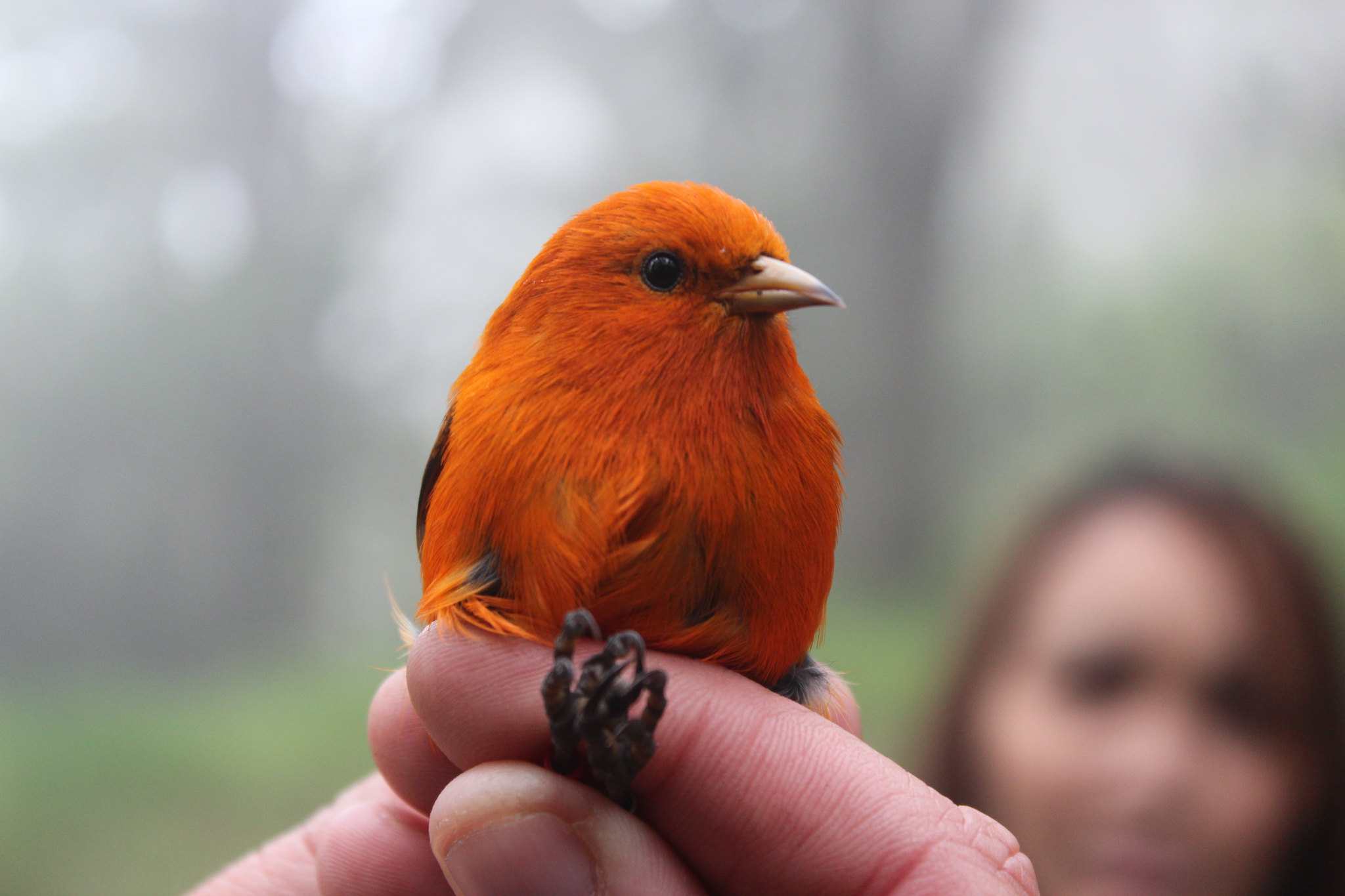 Akepa, endangered, found in Hakalau Forest NWR 