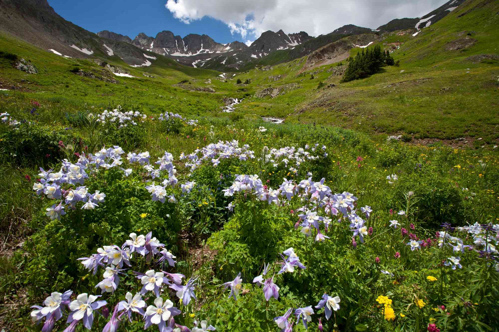 Flowers and peaks of Handies Peak WSA