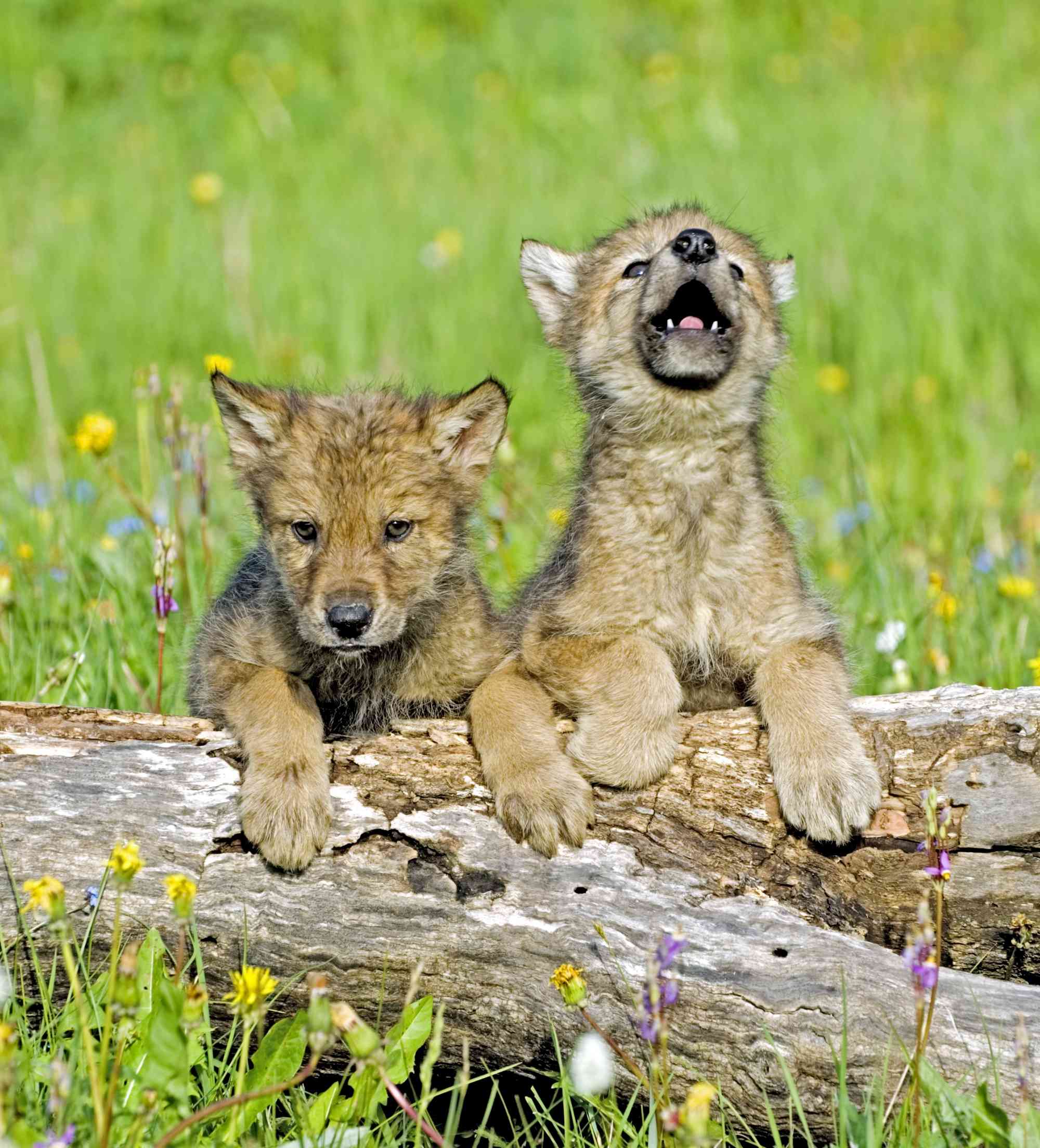 Gray wolf pups with flowers 