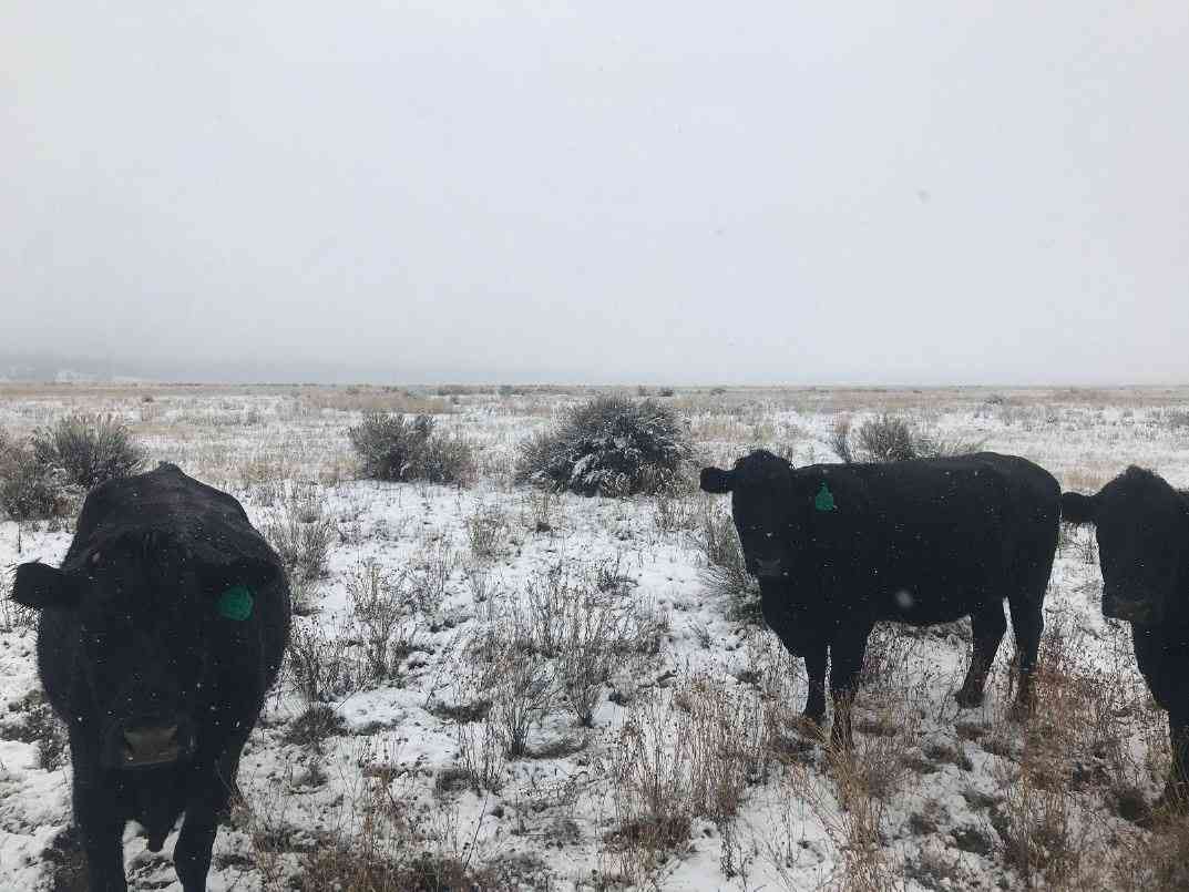 Snow covered cows