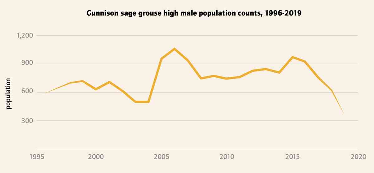 Male gunnison sage grouse counts in the Gunnison basin