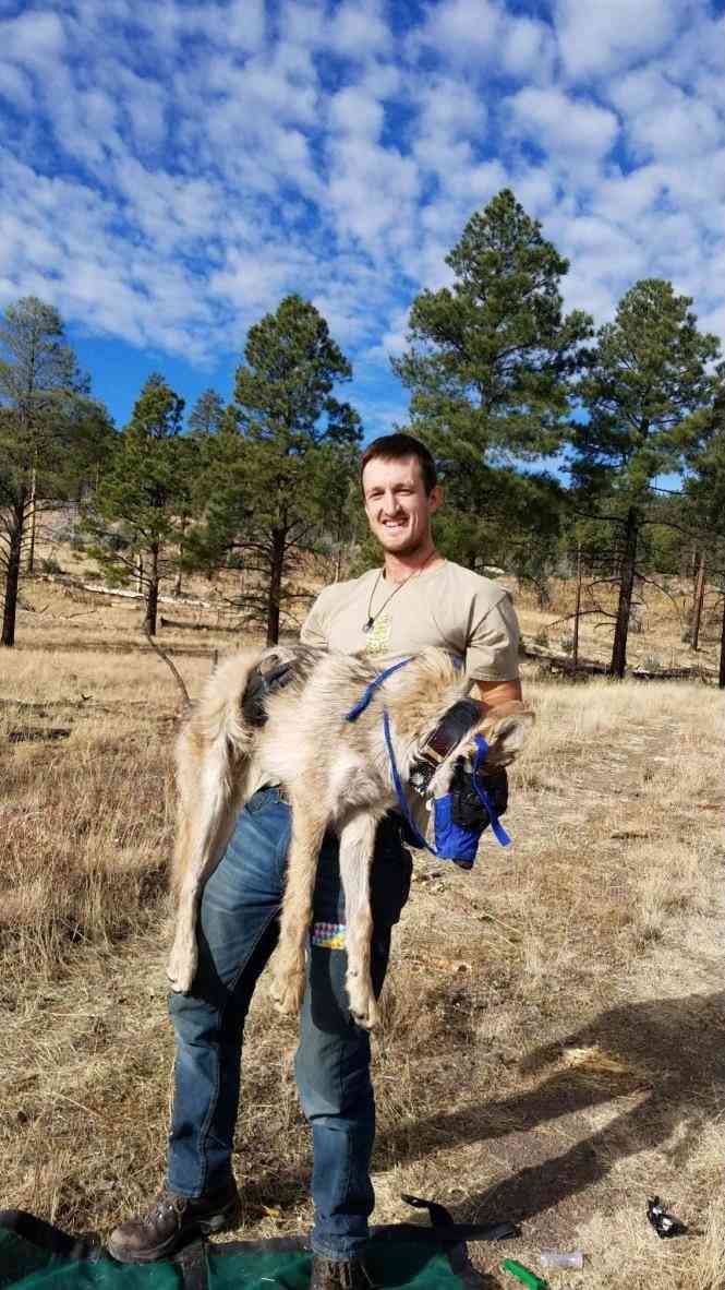 Max Morton with Mexican gray wolf after processing
