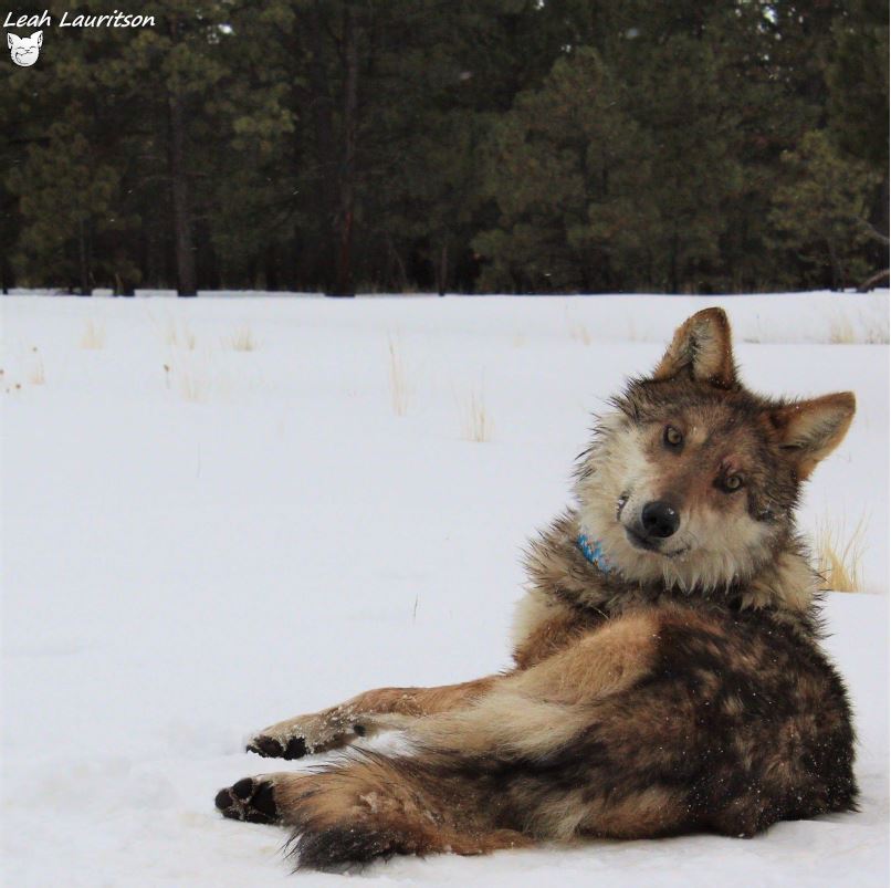 Mexican gray wolf blue collar 