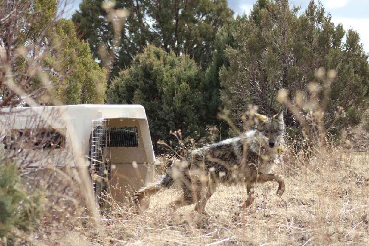 Mexican gray wolf release from crate
