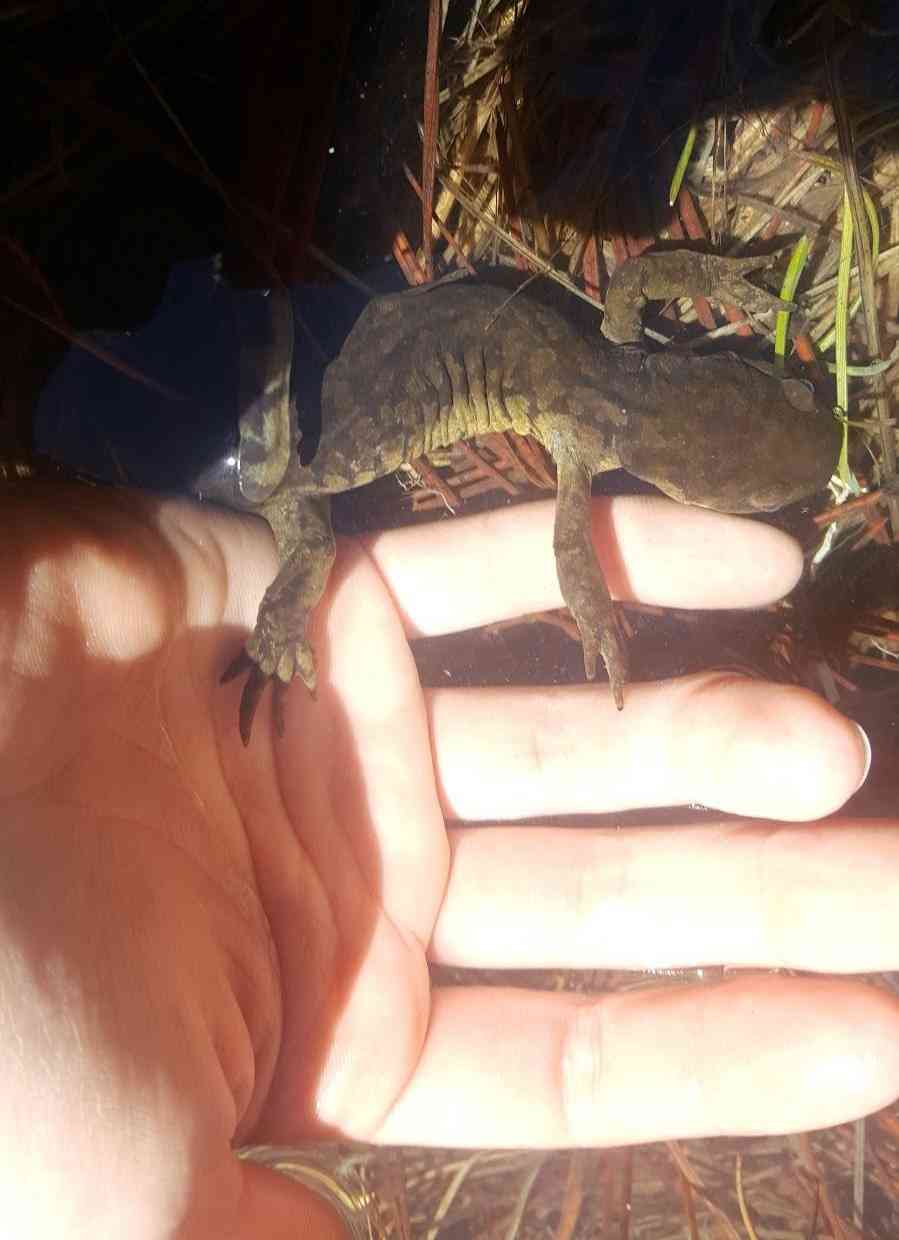 Salamander and hand in water