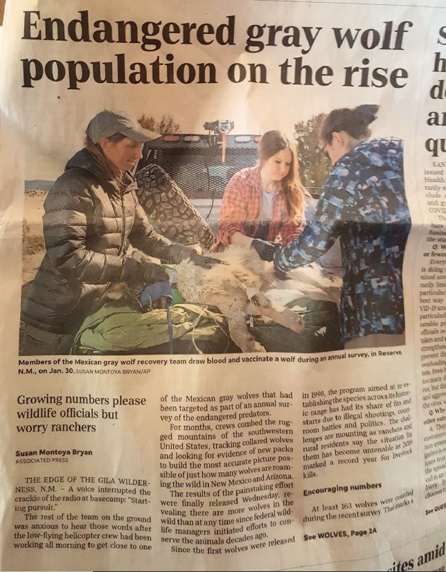 Newspaper clipping mexican gray wolf team 