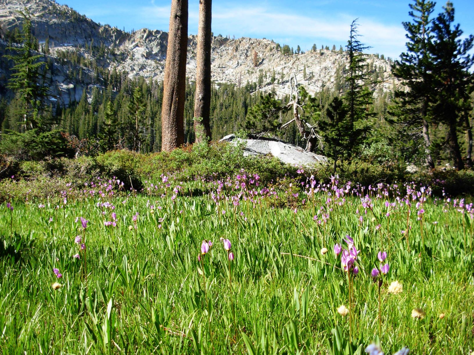 shooting stars wildflowers