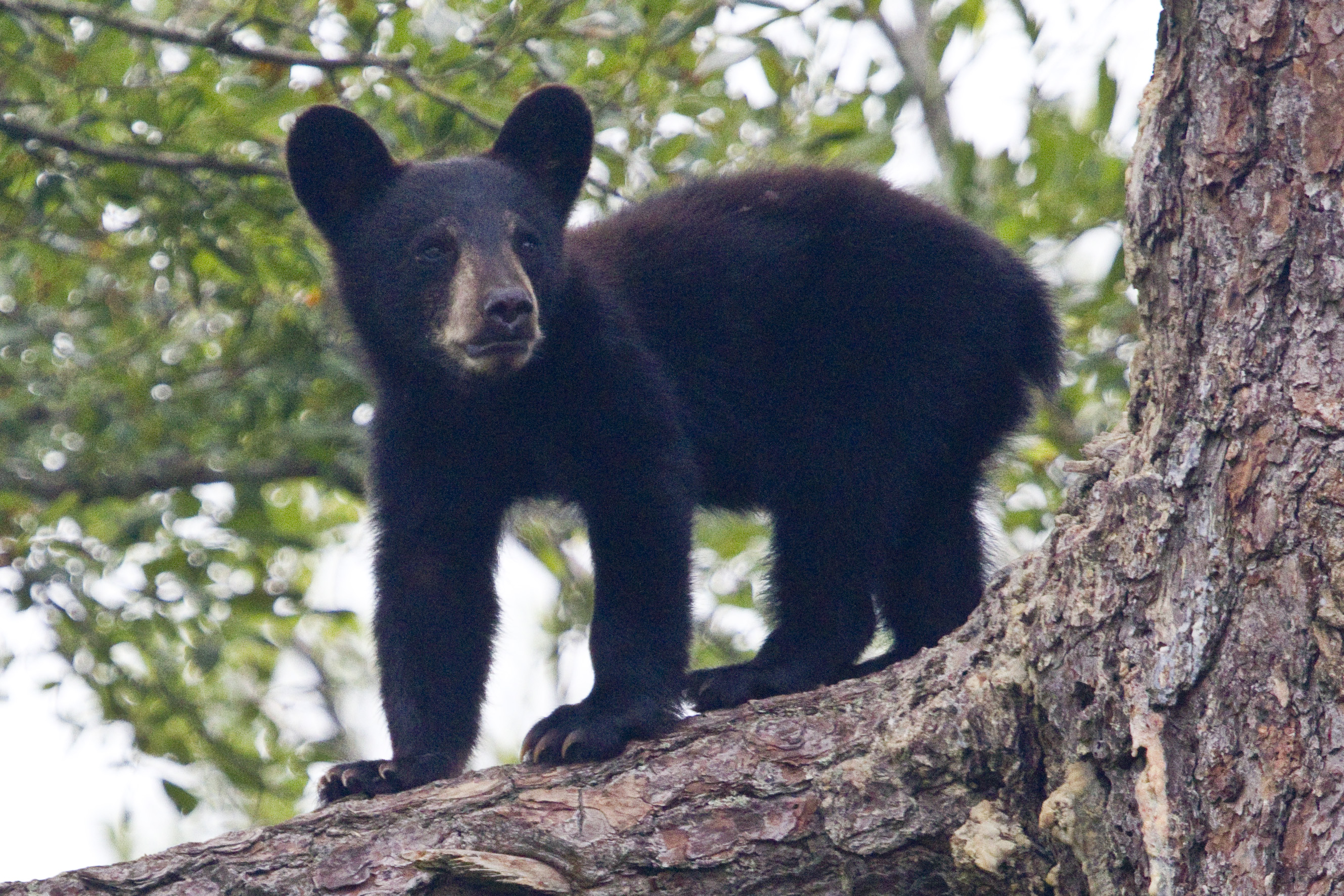 Black bear cub in a tree