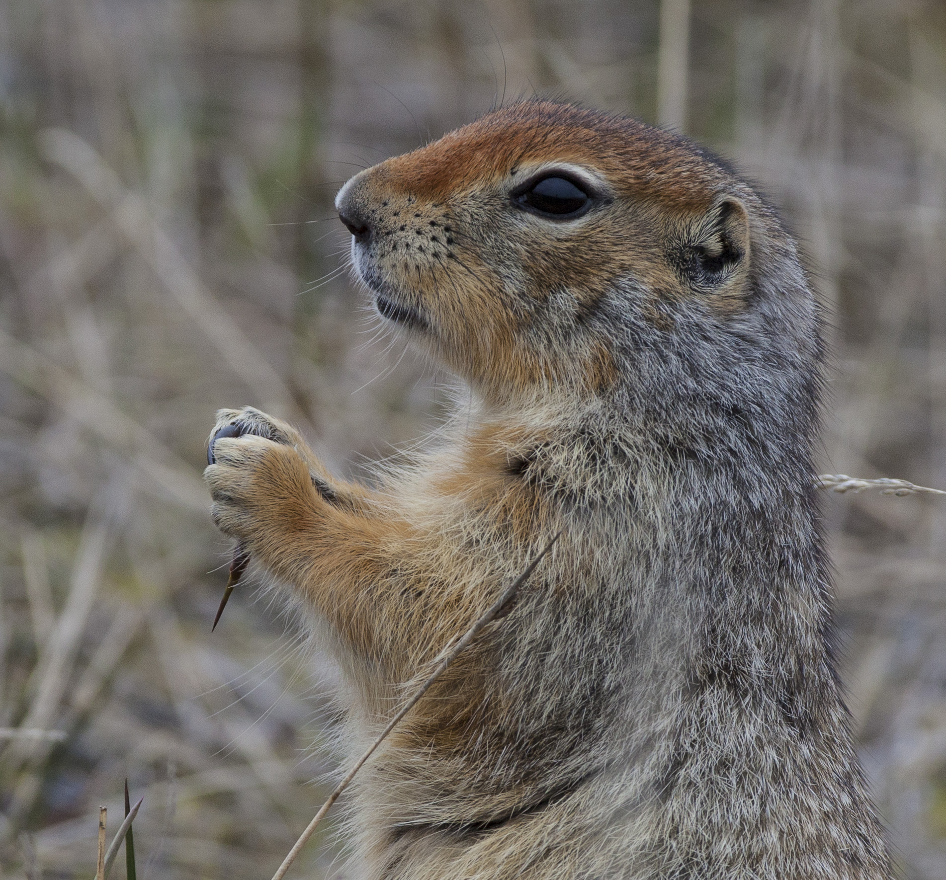 Ground squirrel in NPR-A