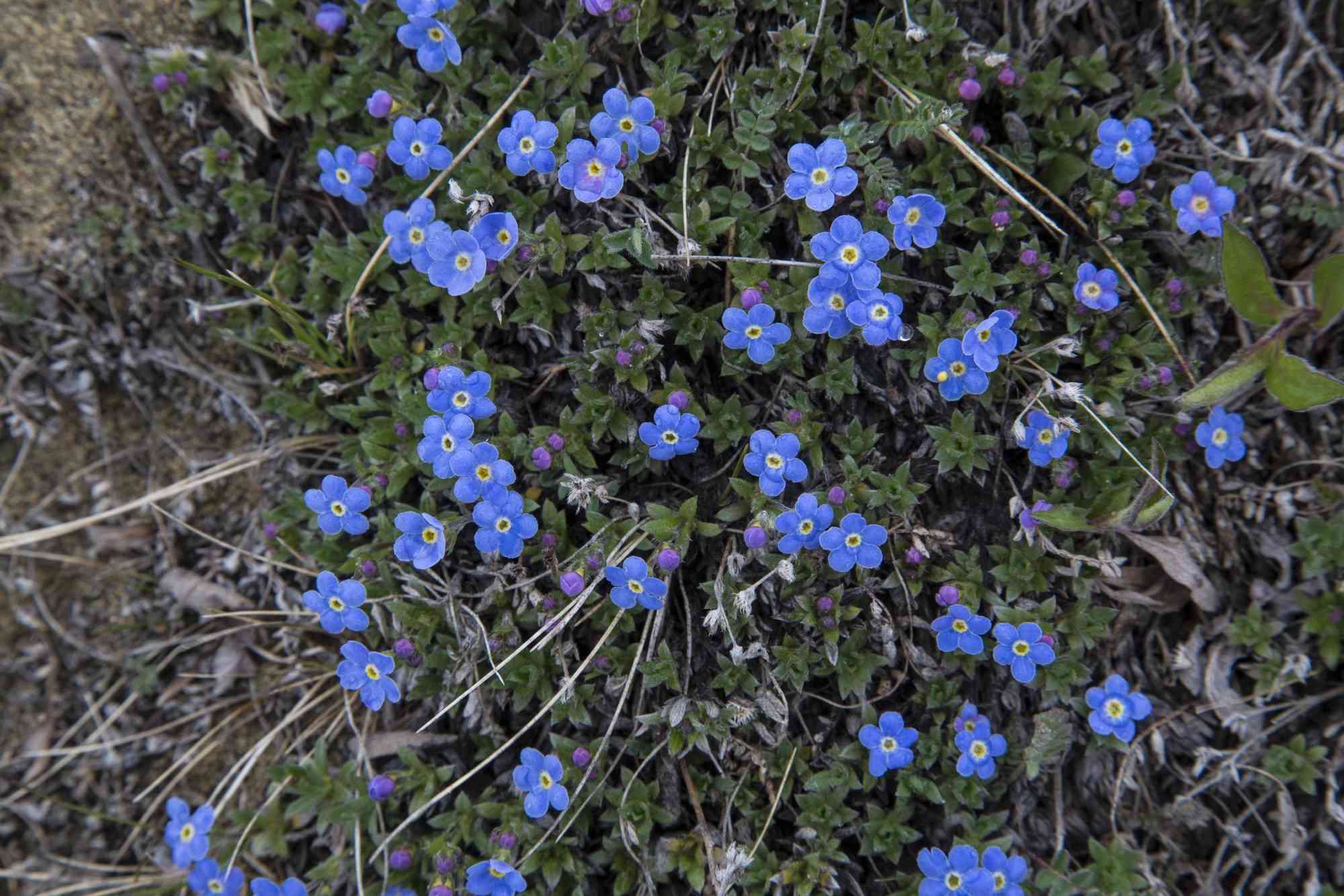 Flowers of the tundra