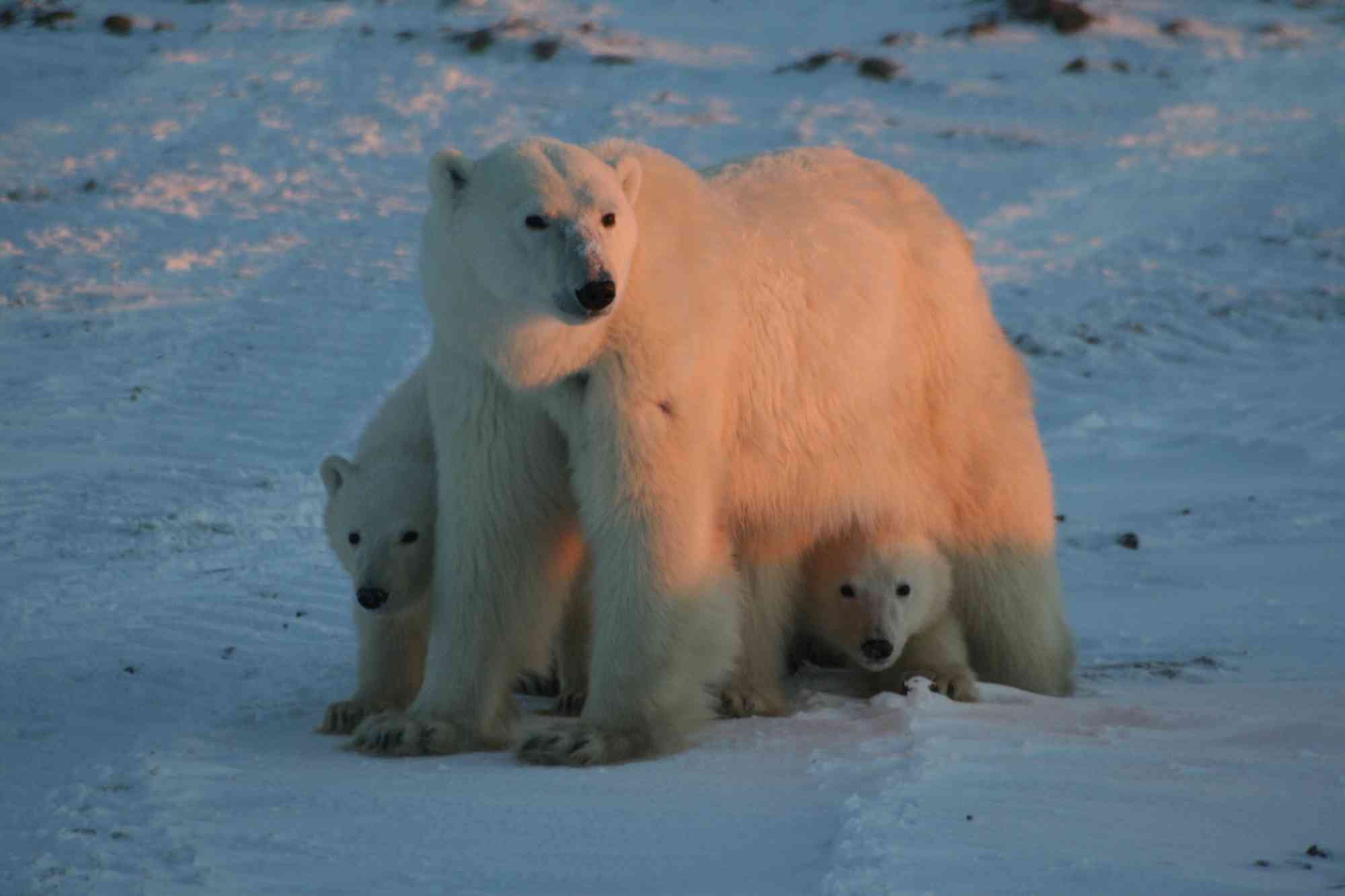 Polar Bear mother and cubs