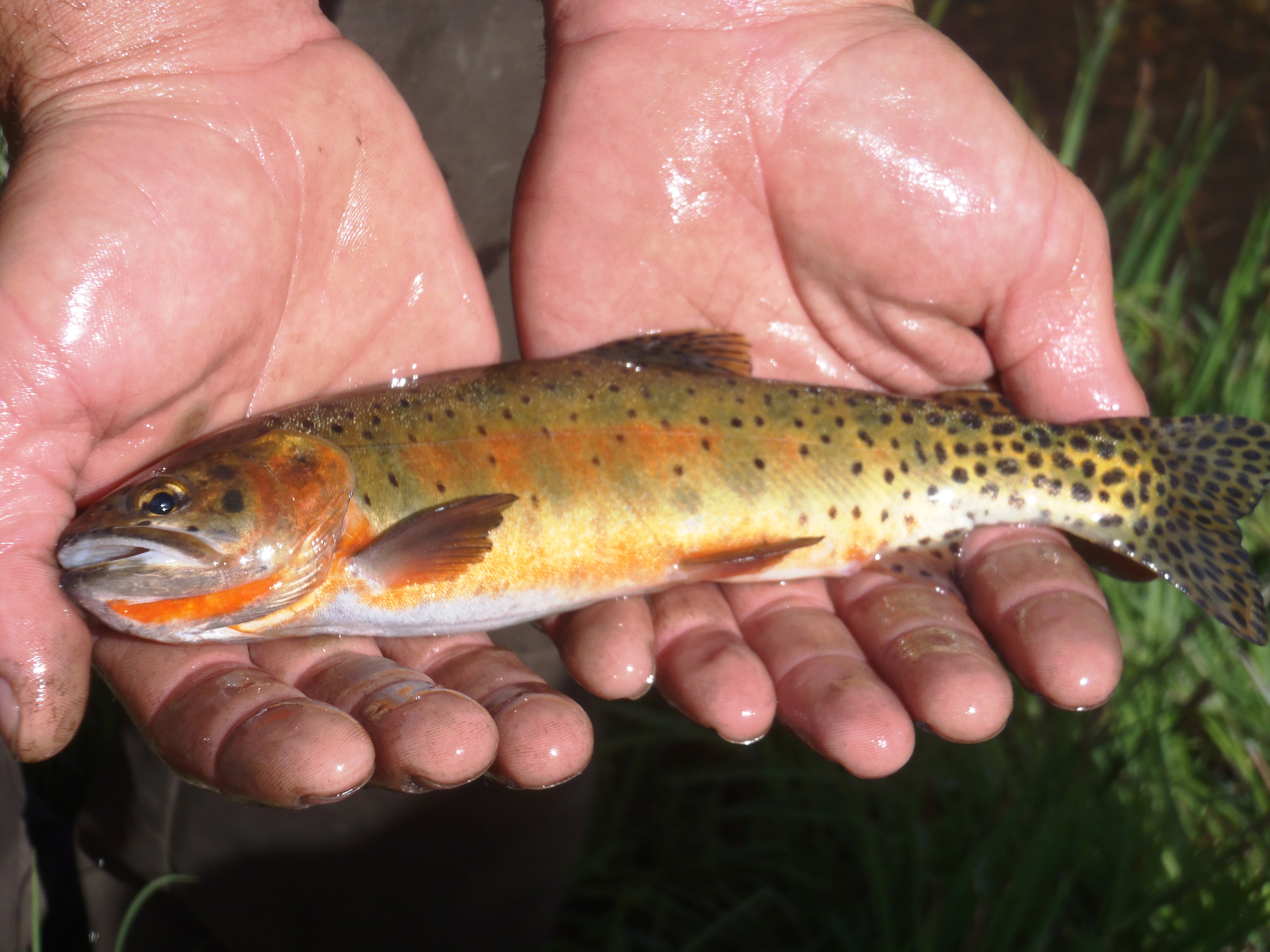 Rio Grande Cutthroat Trout in hand