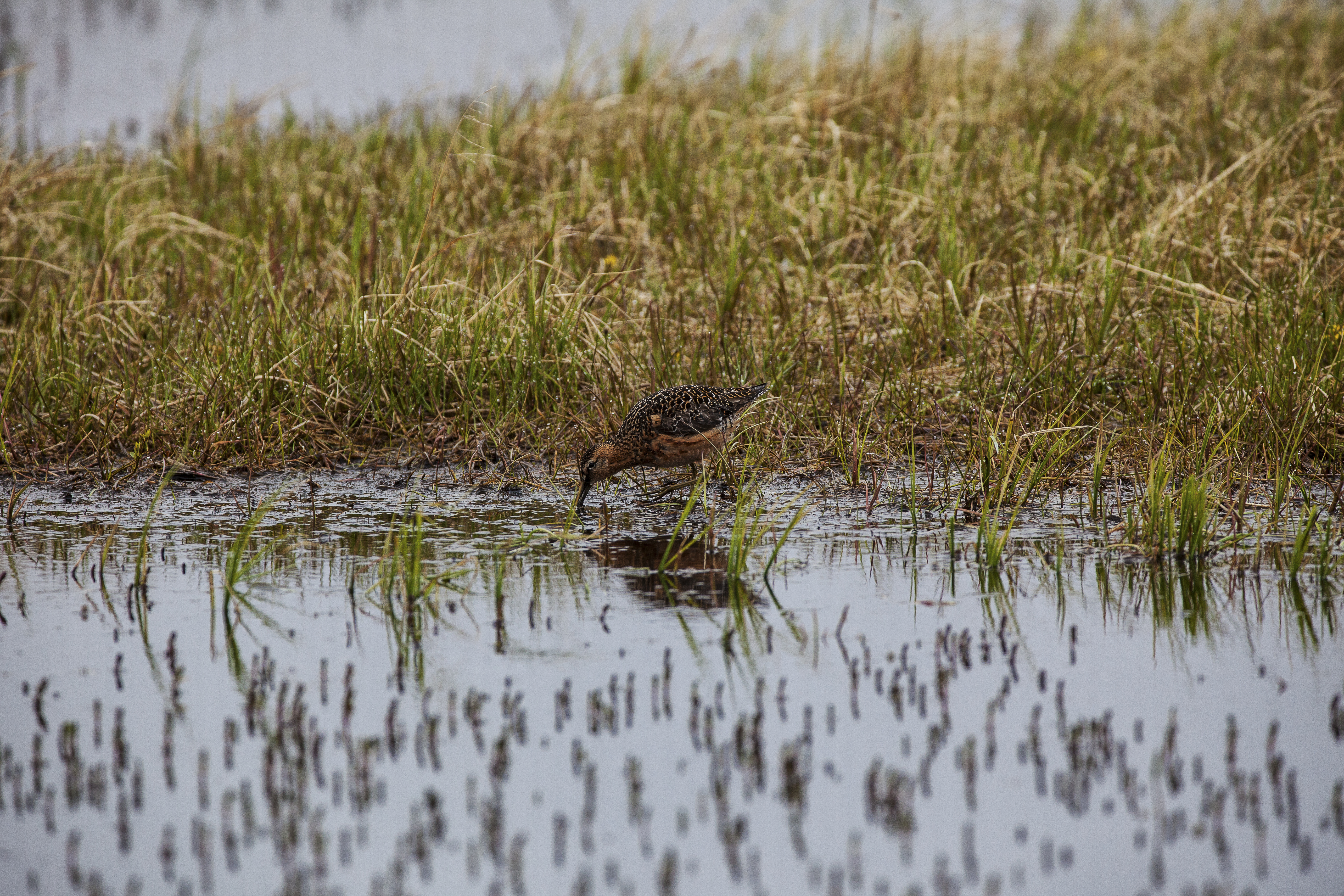 Bar-tailed Godwits in marsh in NPR-A