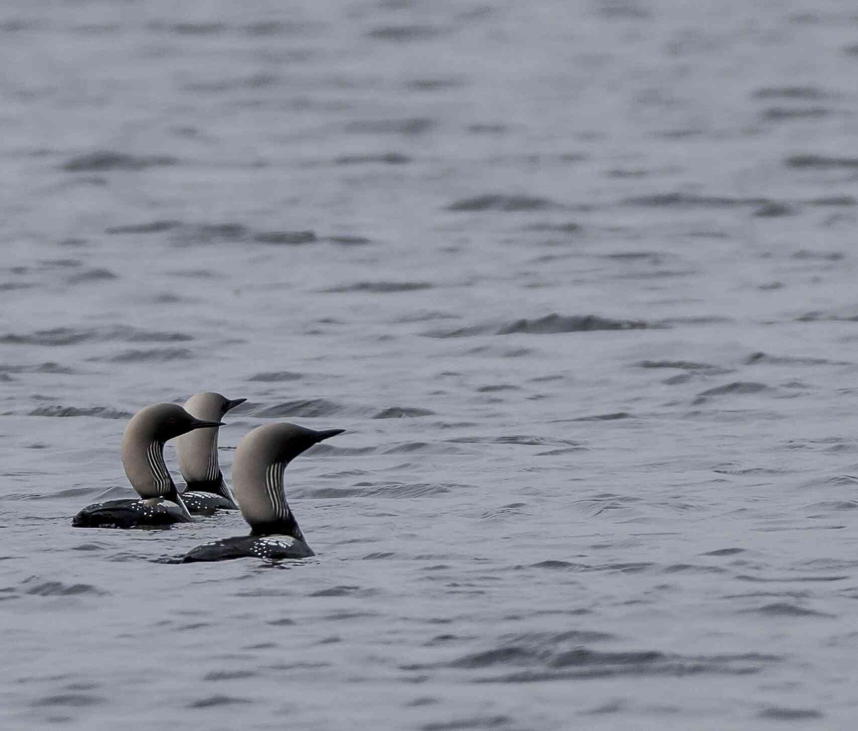 Three loons in the water 