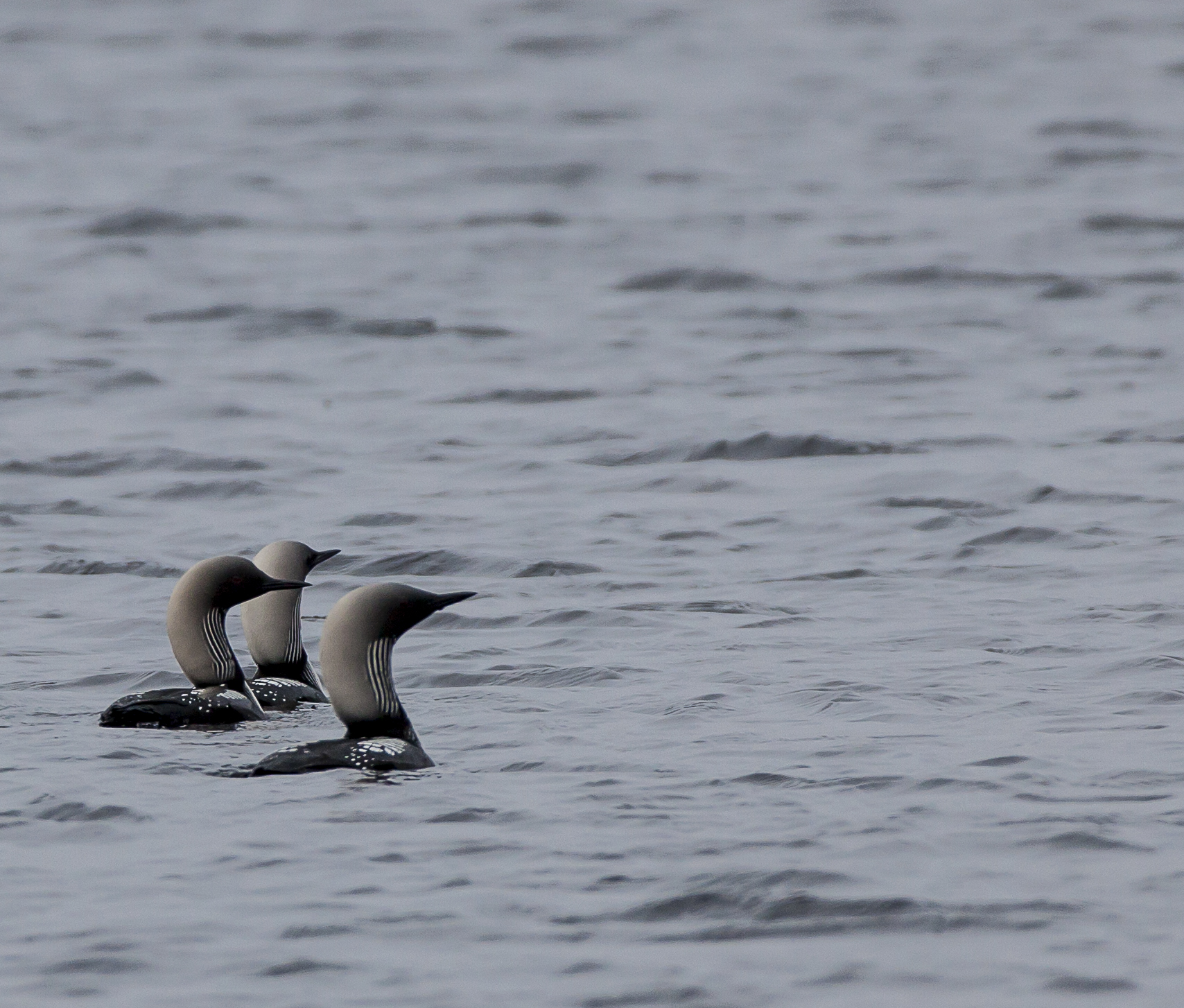 Three loons in the water