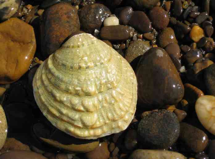 Endangered fanshell mussel