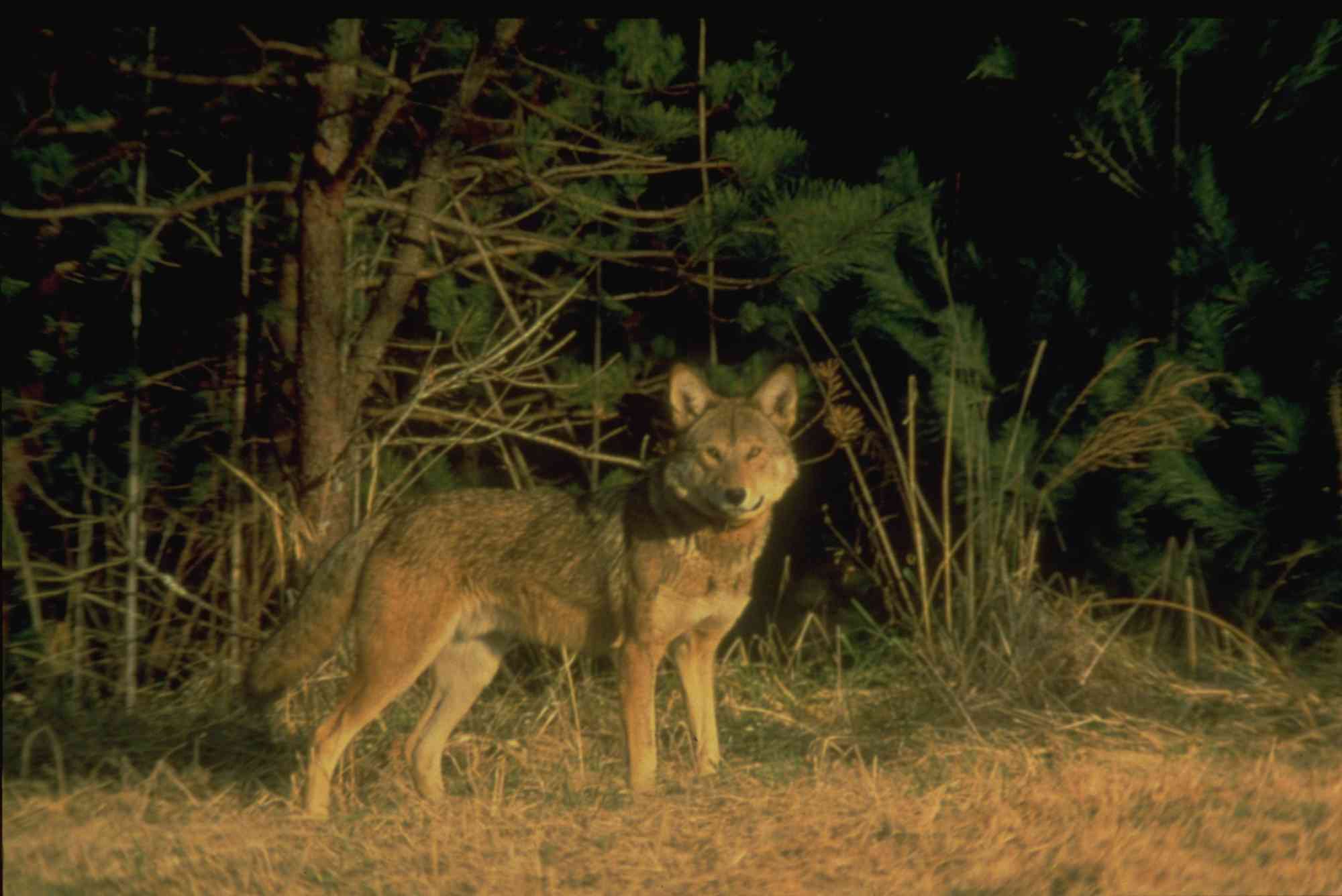 Red wolf in the Great Smoky Mountains