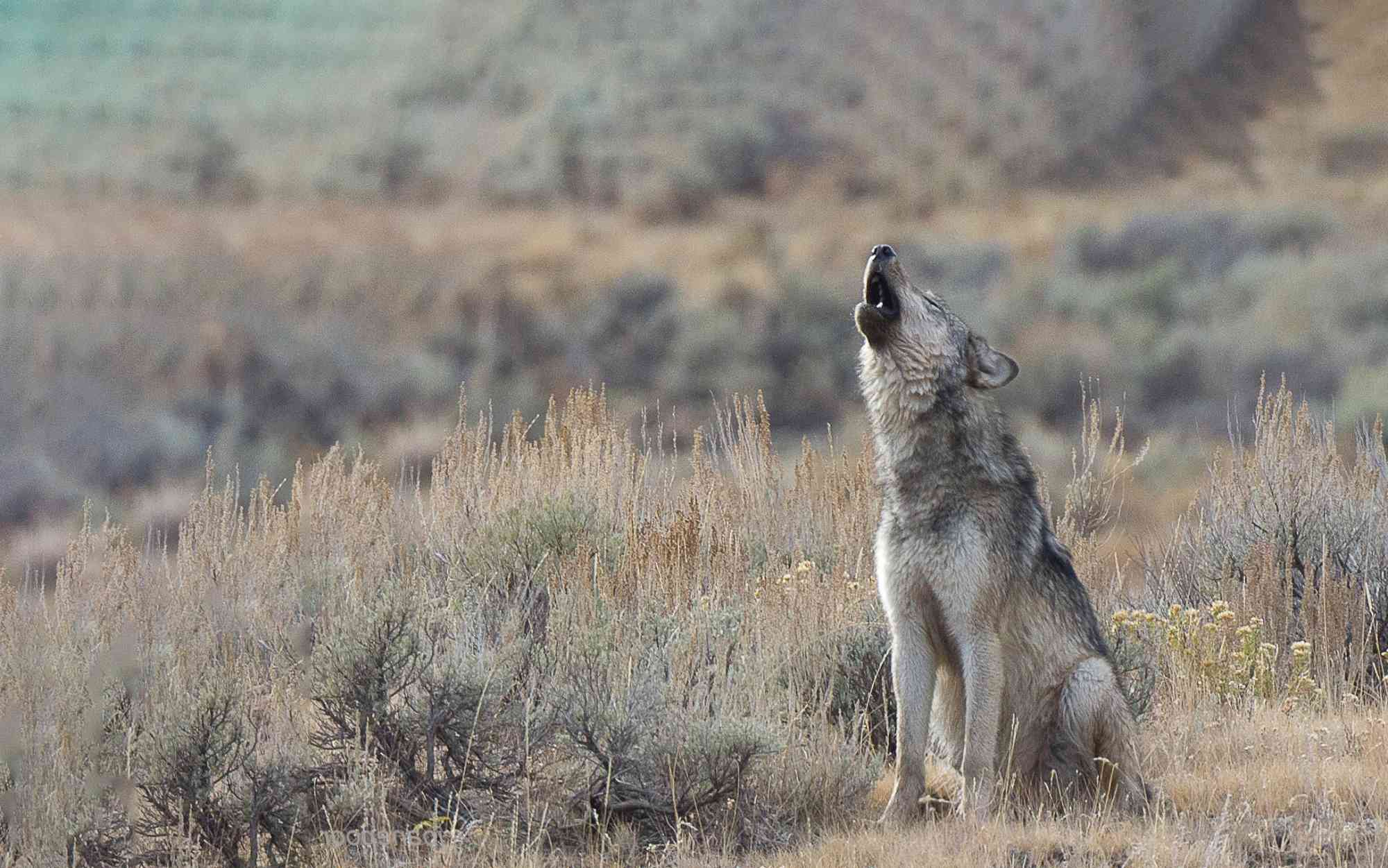 Howling gray wolf yellowstone