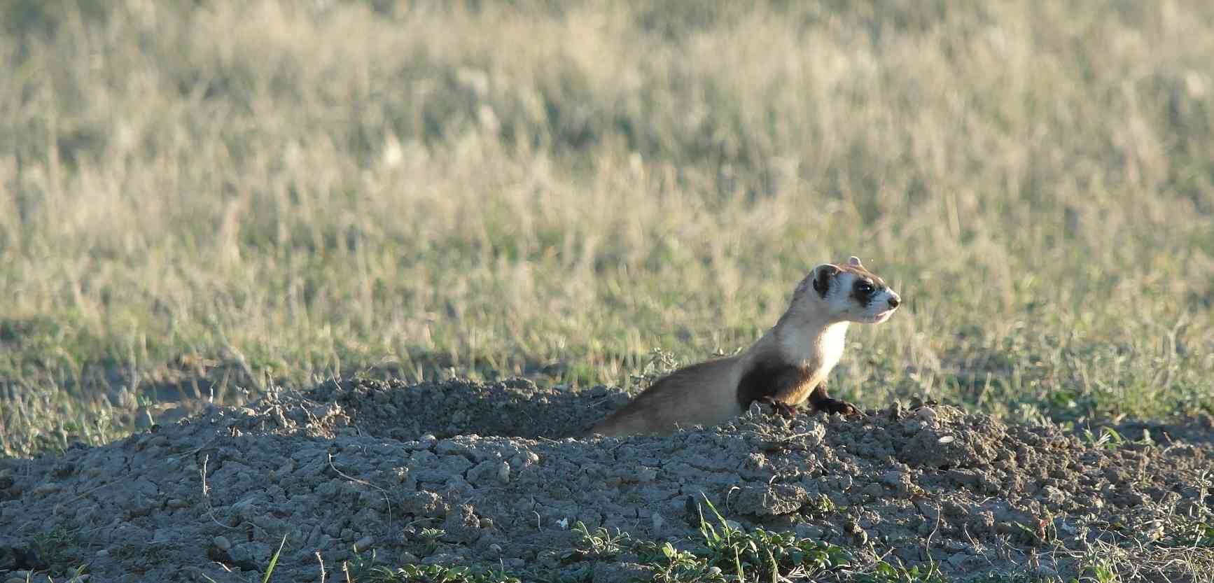A just released black-footed ferret at Crow Nation