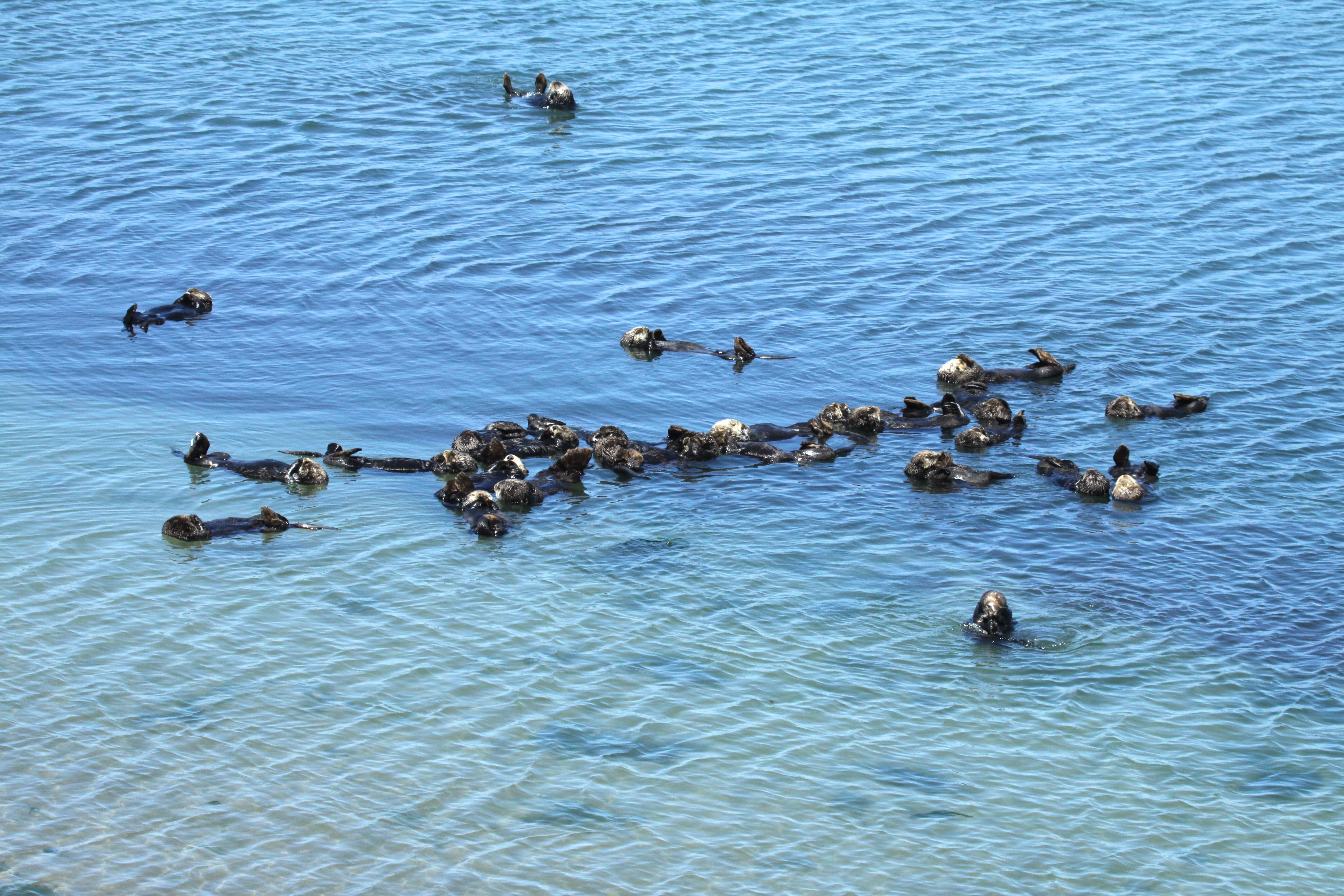 Southern sea otters float at Moss Landing, California.