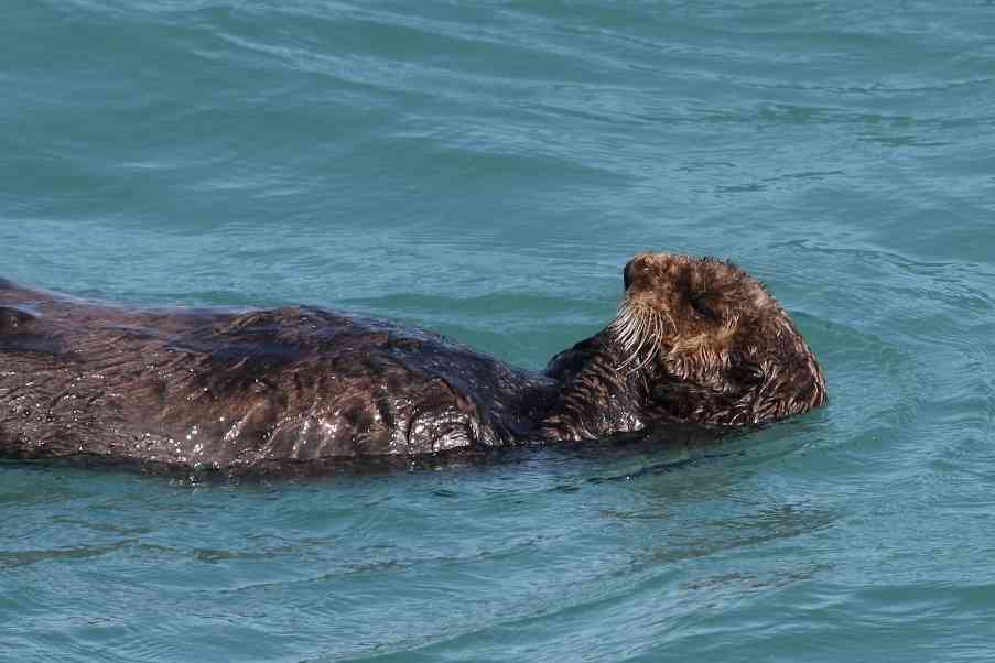 Sea otter Kenai Fjords National Park