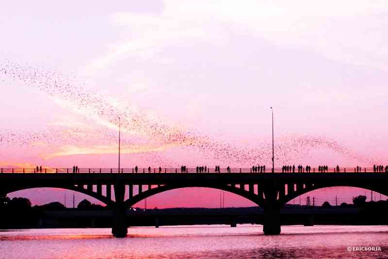Congress Avenue Bridge with mexican free-tailed bats in Austin, Texas