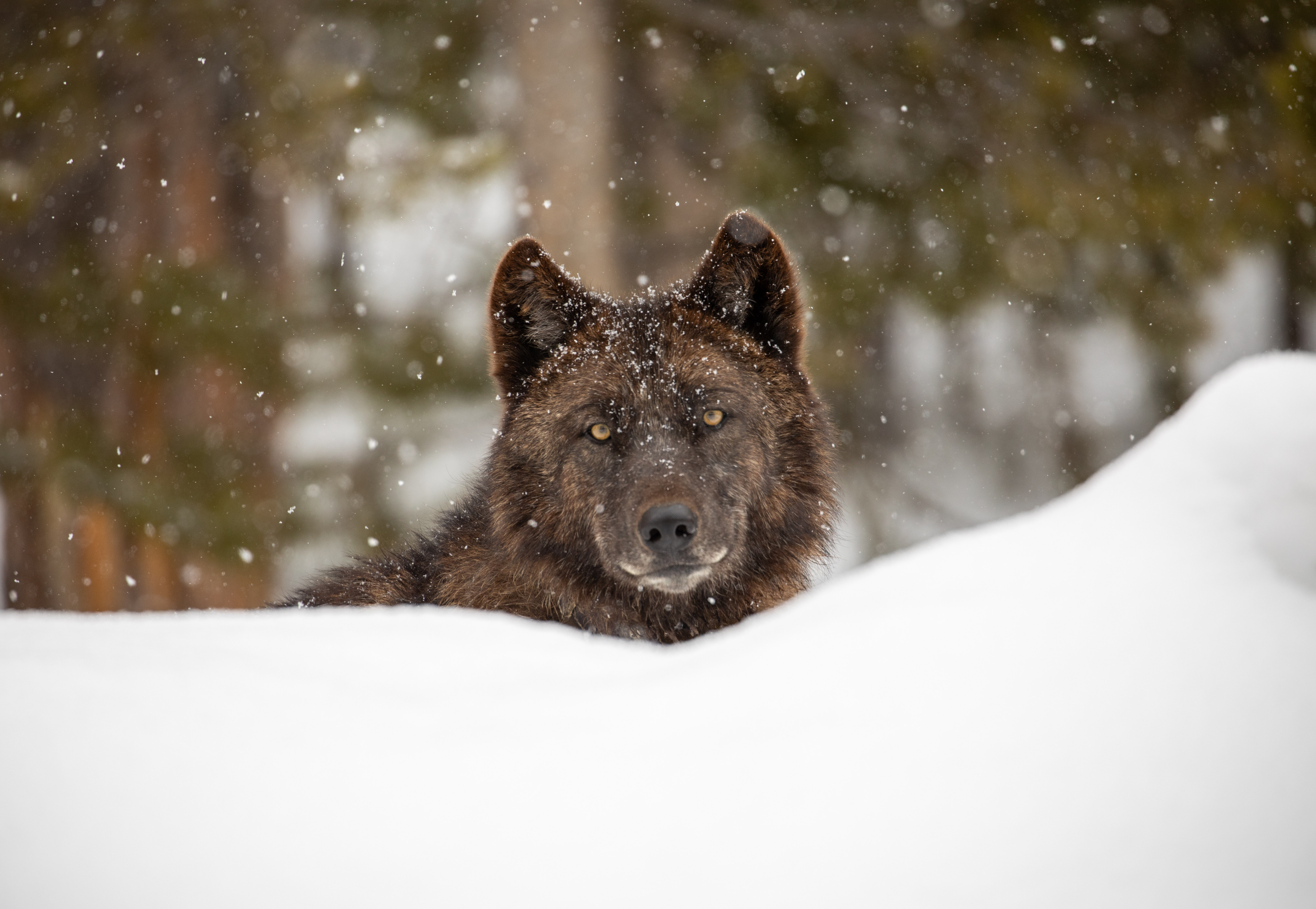 gray wolves food