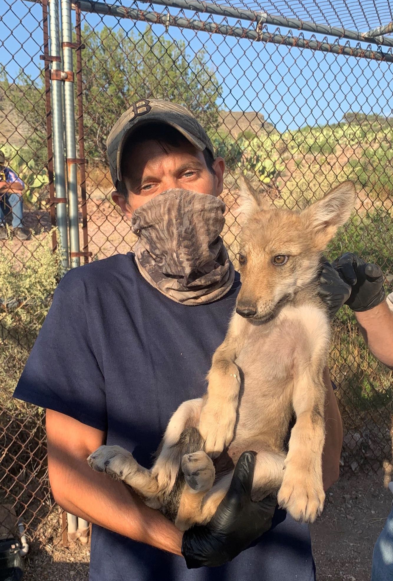 Holding a mexican gray wolf pup