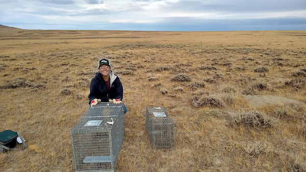 Chamois posing with fox cage