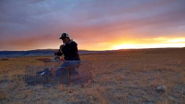 Chamois setting trap at sunrise