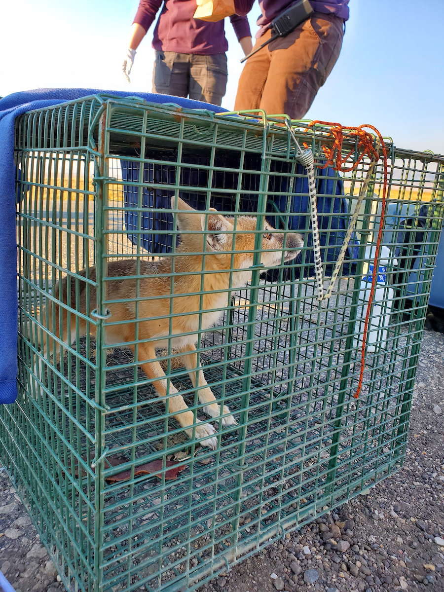 Fox in cage