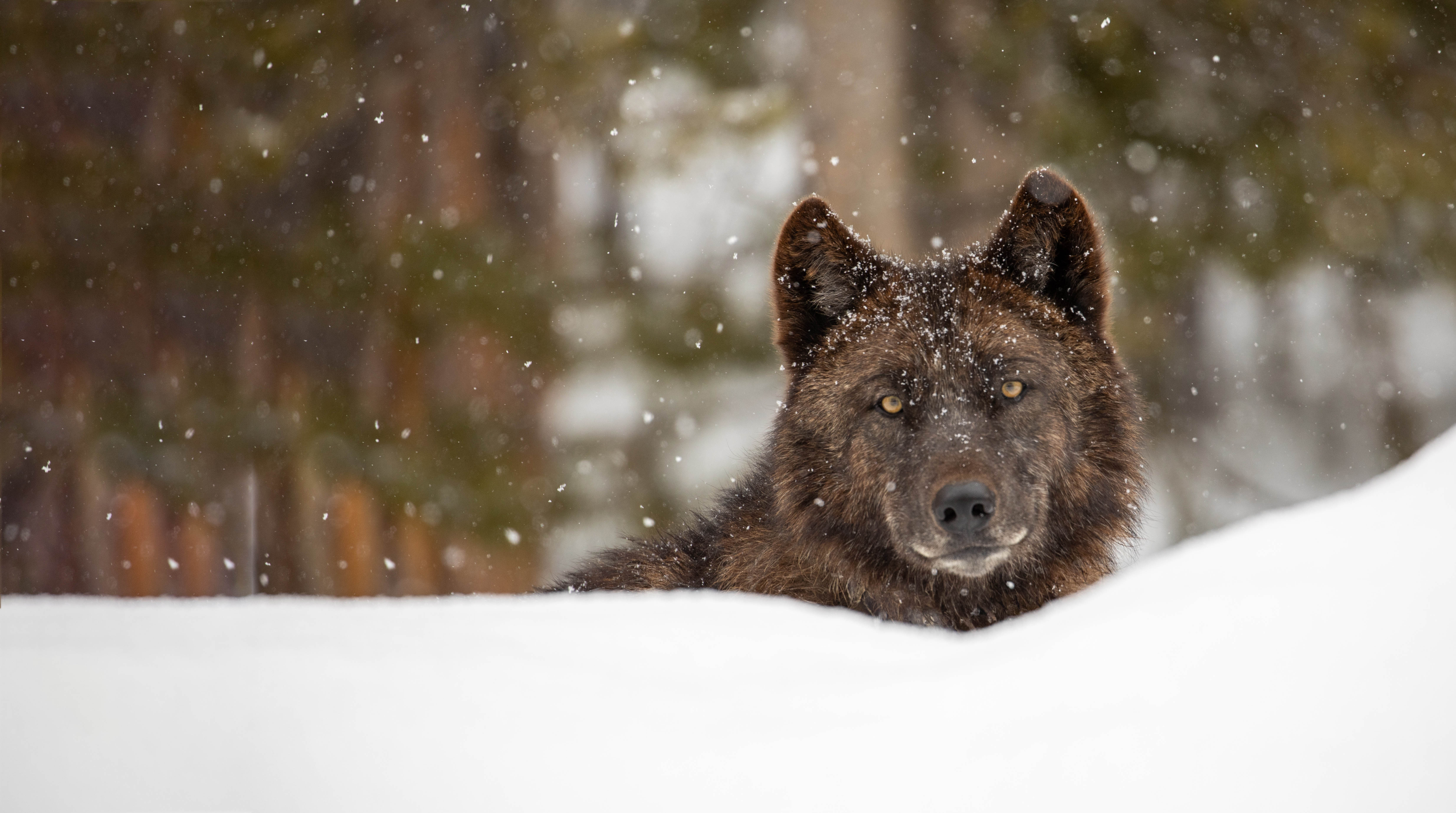 Defenders Of Wildlife