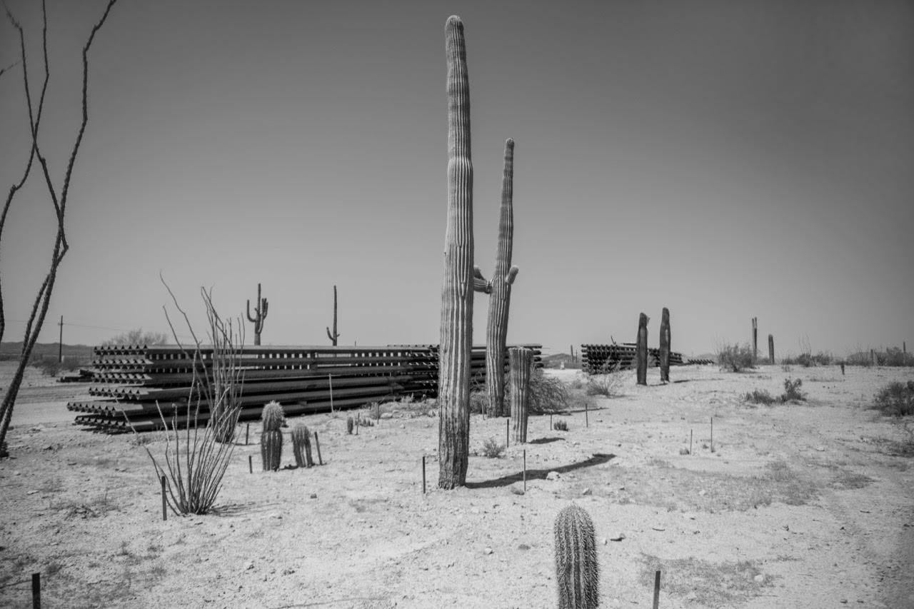 Organ pipe cactus