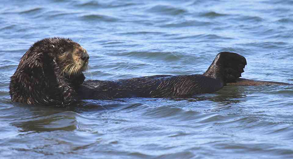 Seeing the value of sea otters