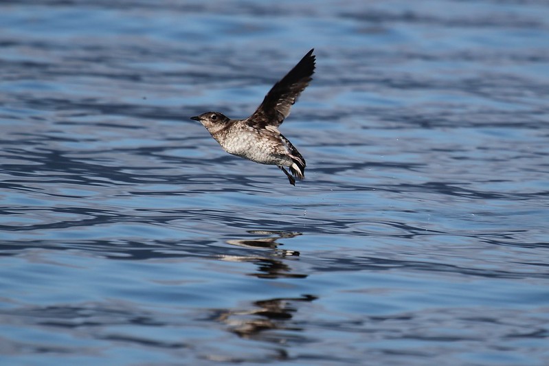 Marbled Murrelet flying over water