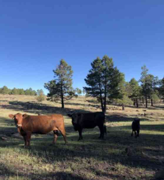 Private ranchland with cows